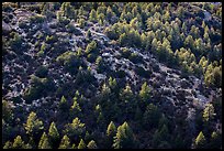 Pine trees from Rincon Peak. Saguaro National Park ( color)