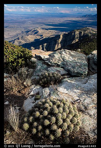 Cactus growing at 8,000 feet on Rincon Peak. Saguaro National Park (color)