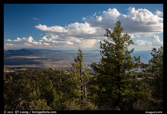 Pine trees and afternoon clouds from Rincon Peak. Saguaro National Park, Arizona, USA.