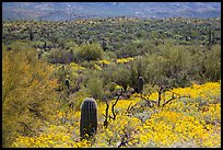 Desert hillsides covered by brittlebush in bloom, Rincon Mountain District. Saguaro National Park ( color)