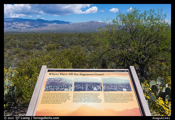 Where have all the saguaro gone interpretive sign. Saguaro National Park, Arizona, USA.