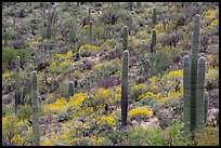 Saguaro cacti and brittlebush in bloom, Rincon Mountain District. Saguaro National Park ( color)