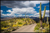 Cactus forest Loop Drive. Saguaro National Park ( color)