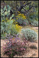 Cactus, brittlebush, and trees, Rincon Mountain District. Saguaro National Park ( color)