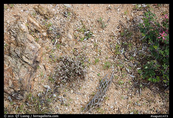 Ground view with tiny flowers and cactus skeleton, Rincon Mountain District. Saguaro National Park (color)