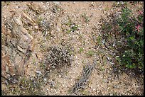 Ground view with tiny flowers and cactus skeleton, Rincon Mountain District. Saguaro National Park, Arizona, USA.