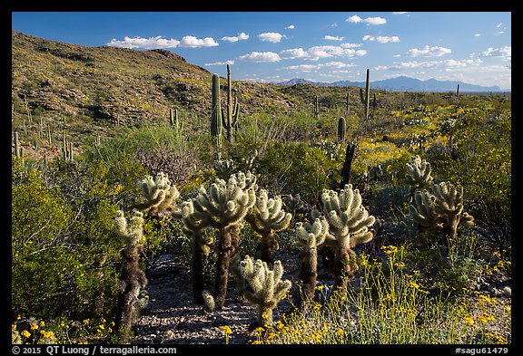 Desert in spring with cholla cactus, Rincon Mountain District. Saguaro National Park (color)