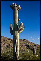 Crested Saguaro cactus, Rincon Mountain District. Saguaro National Park ( color)