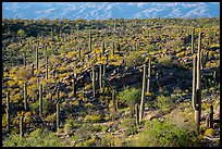 Cactus and  brittlebush on a flat, Rincon Mountain District. Saguaro National Park ( color)