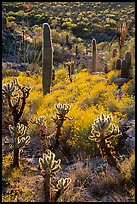 Backlit cholla and saguroa cacti, brittlebush. Saguaro National Park ( color)