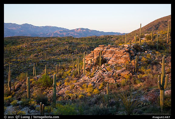 Last light on Sonoran desert, Rincon Mountain District. Saguaro National Park (color)