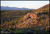 Last light on Sonoran desert, Rincon Mountain District. Saguaro National Park ( color)