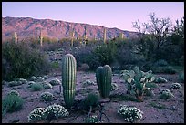 Desert Zinnia flowers, cactus, and Rincon Mountains at sunset. Saguaro National Park ( color)
