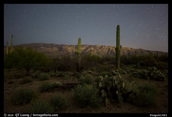 Cactus, Rincon Mountains, and star field at night. Saguaro National Park, Arizona, USA.