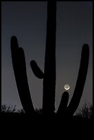 Crescent moon setting over saguaro cactus, Rincon Mountain District. Saguaro National Park, Arizona, USA.