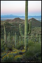 Saguaro cactus and Red Hills at dawn. Saguaro National Park ( color)