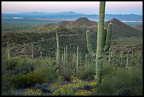 Saguaro cactus forest in the spring from hillside at dawn. Saguaro National Park ( color)