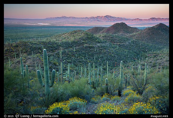 Saguaro cactus forest and Red Hills at sunrise. Saguaro National Park (color)
