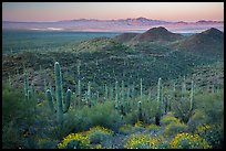 Saguaro cactus forest and Red Hills at sunrise. Saguaro National Park ( color)
