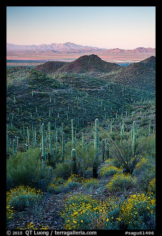 Saguaro cactus forest, Red Hills, and Kit Peak at sunrise. Saguaro National Park (color)