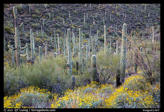 Brittlebush flowers, ocotillo and dense cactus forest. Saguaro National Park (color)
