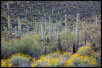 Brittlebush flowers, ocotillo and dense cactus forest. Saguaro National Park ( color)