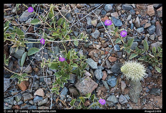 Ground close-up with blooming flowers and fallen cholla cactus. Saguaro National Park (color)