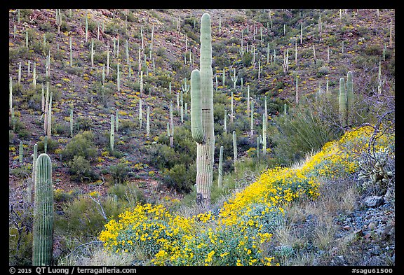 Slopes with saguaro cacti and flowering brittlebush. Saguaro National Park (color)
