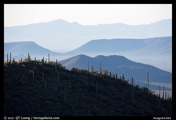 Cactus and distant desert mountain ridges. Saguaro National Park (color)