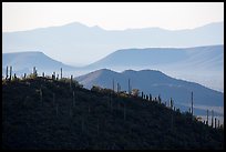 Cactus and distant desert mountain ridges. Saguaro National Park ( color)