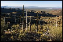Cactus forest from Tucson Mountains. Saguaro National Park ( color)