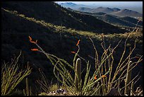 Ocotillo and mountain ridges. Saguaro National Park ( color)