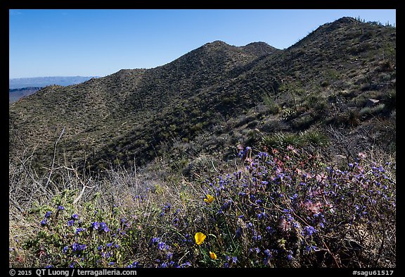 Annual wildflowers and Amole Peak. Saguaro National Park, Arizona, USA.