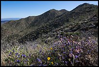 Annual wildflowers and Amole Peak. Saguaro National Park ( color)