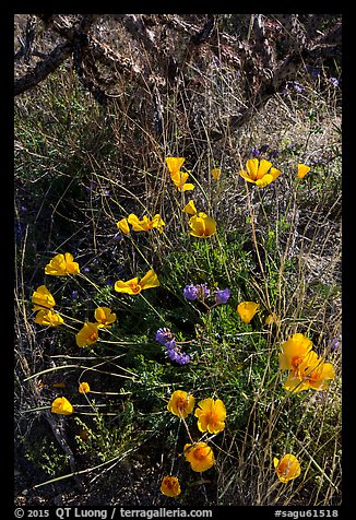 Close-up of poppies and cactus. Saguaro National Park (color)