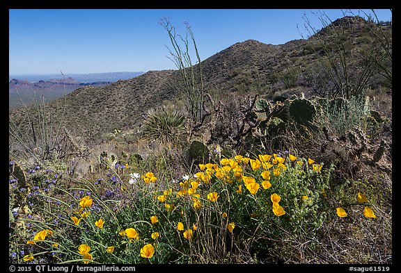 Poppies, cactus, Amole and Wasson Peaks. Saguaro National Park (color)