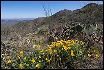 Poppies, cactus, Amole and Wasson Peaks. Saguaro National Park ( color)