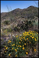 Poppies, cactus, and Tucson Mountains. Saguaro National Park ( color)