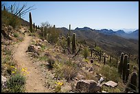 Hugh Norris Trail. Saguaro National Park, Arizona, USA.