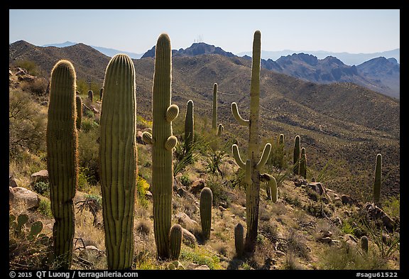 Cactus and Tucson Mountains. Saguaro National Park (color)