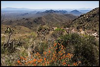 Wildflowers and Tucson Mountains from Wasson Peak. Saguaro National Park ( color)