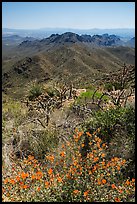 Wildflowers and Tucson Mountains. Saguaro National Park ( color)