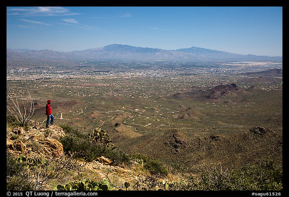 Visitor looking, Wasson Peak overlooking Tucson. Saguaro National Park, Arizona, USA.