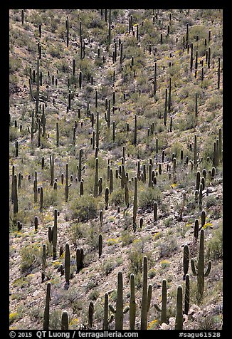Picture/Photo: Dense saguaro cactus forest. Saguaro National Park