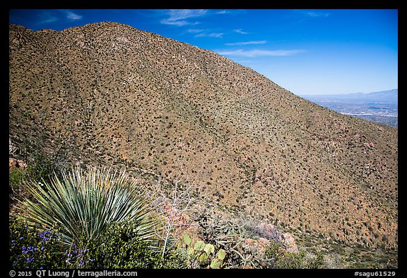 Wasson Peak. Saguaro National Park, Arizona, USA.