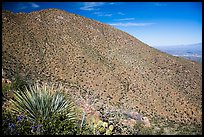 Wasson Peak. Saguaro National Park ( color)