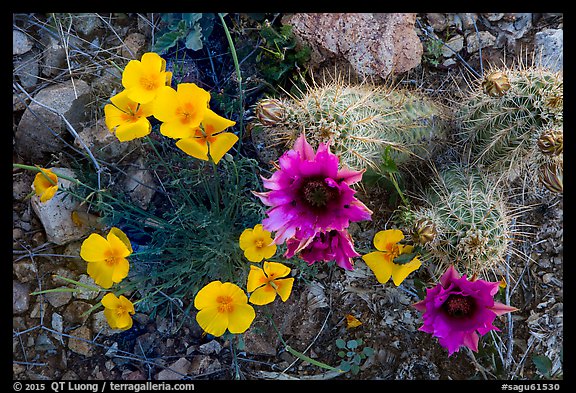Close-up of hedgehodge cactus in bloom and poppies. Saguaro National Park, Arizona, USA.