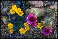 Close-up of hedgehodge cactus in bloom and poppies. Saguaro National Park ( color)