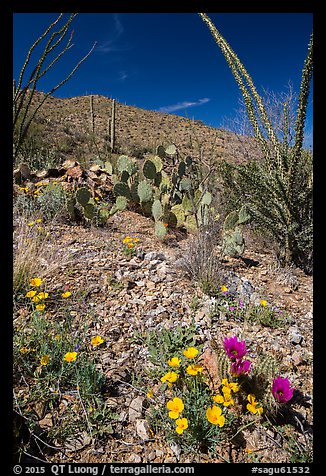 Blooming poppies, cacti, ocotillo, and peak. Saguaro National Park (color)