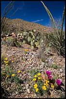 Blooming poppies, cacti, ocotillo, and peak. Saguaro National Park ( color)